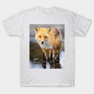 Red Fox Face to Face T-Shirt